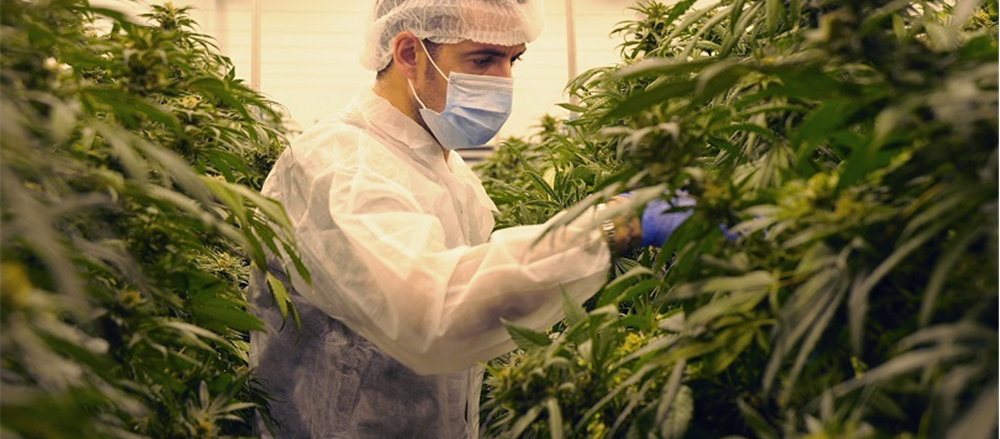 3 Pot Stocks on the Rise – CAN, THC and AC8  
