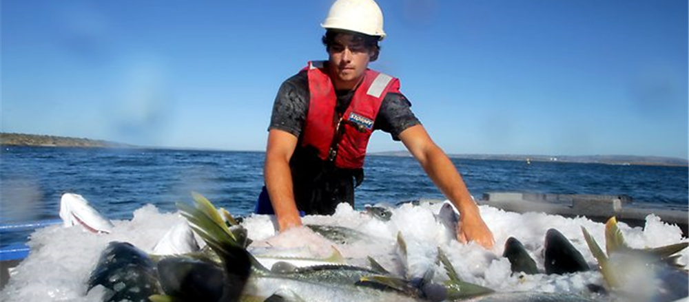 Clean Seas Tuna in news these days! 