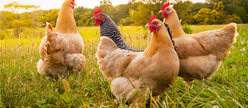 2 Most Shorted Shares to Look at- ING, NUF 