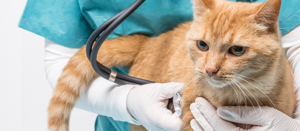 2 Veterinary Stocks - GXL and NVL  