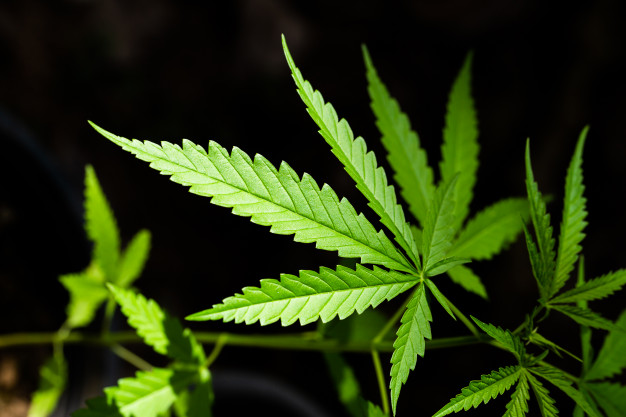 3 Speculative Pot Stocks- AC8, MDC, THC