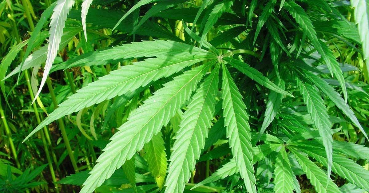 3 Pot Stocks with Latest Business Updates- THC, MDC, AC8