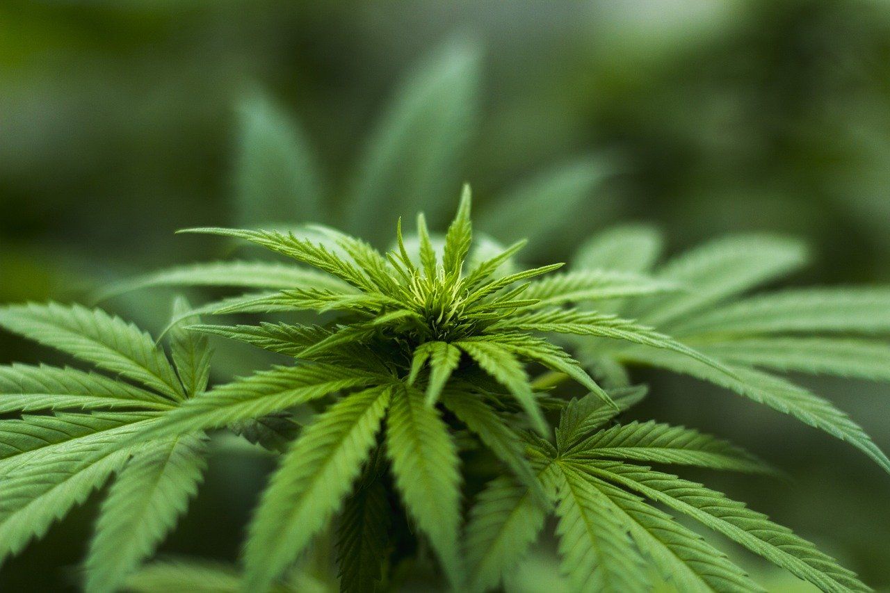 5 Pot Stocks- AC8, THC, MDC, MMJ, EOF