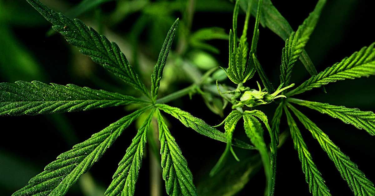 4 Speculative Pot Stocks to Look at - CAN, AC8, CPH, MDC