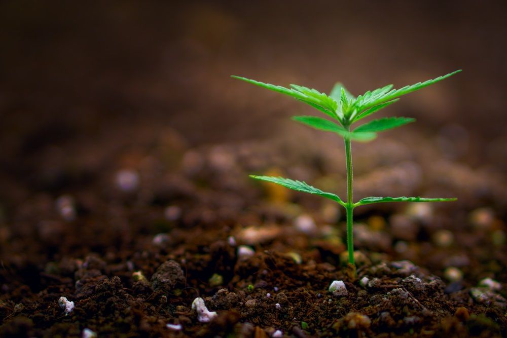 How Are These Cannabis Stocks Trending in the Current Scenario: MDC, EXL, CAN, THC, AC8