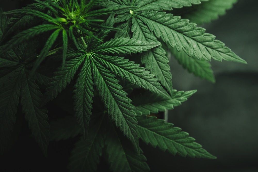 2 Penny Stocks under Healthcare Domain– THC, GMV