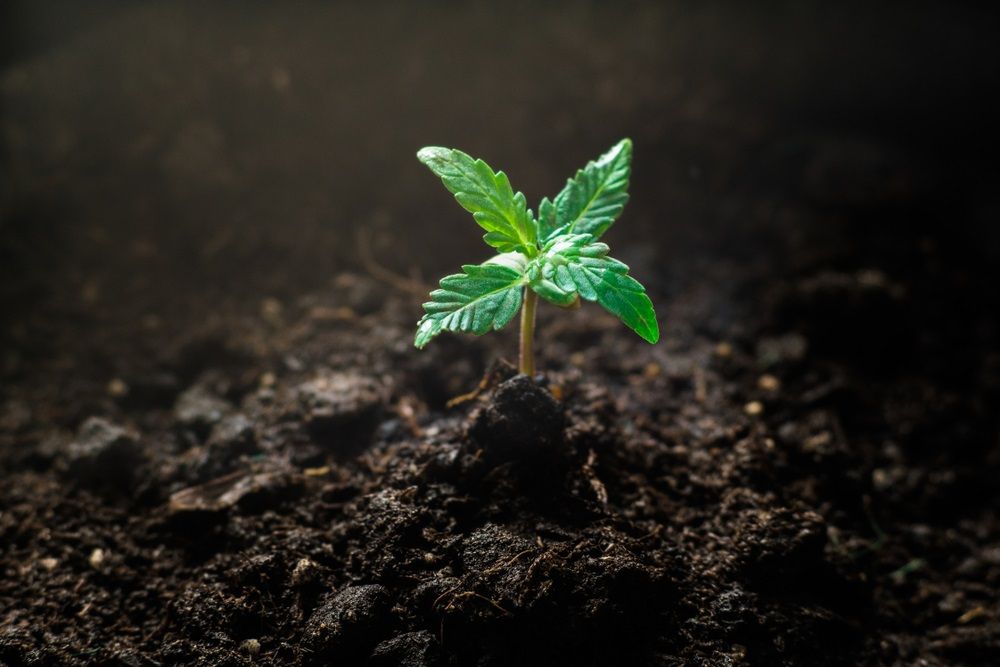How Are These POT Stocks Developing from Long-Term Perspective- MDC, THC, CAN