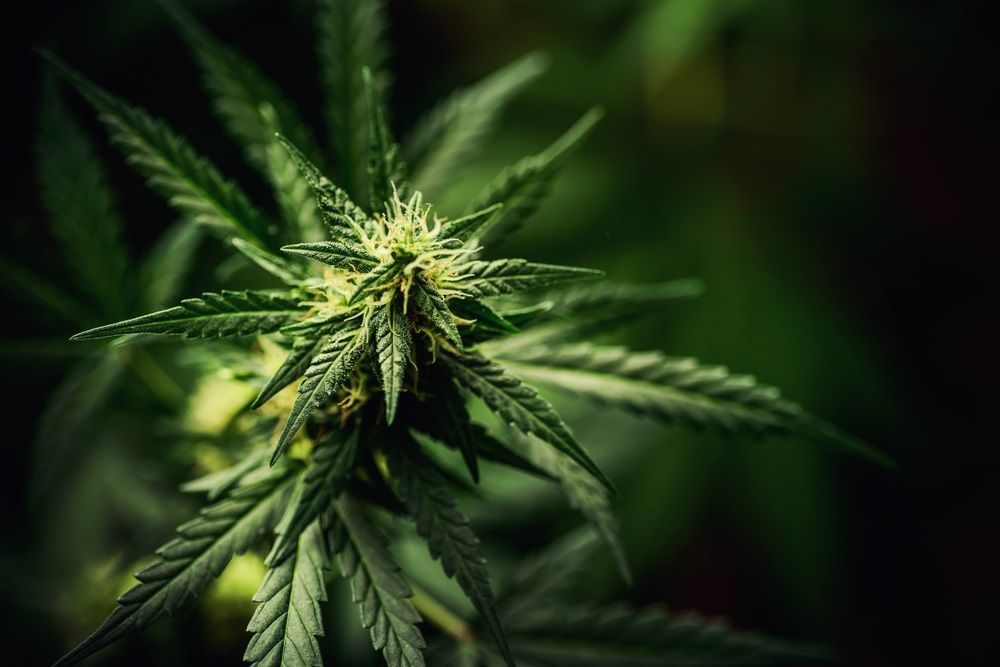 3 Speculative Pot Stocks from a Long-Term Perspective- CAN, THC, CPH