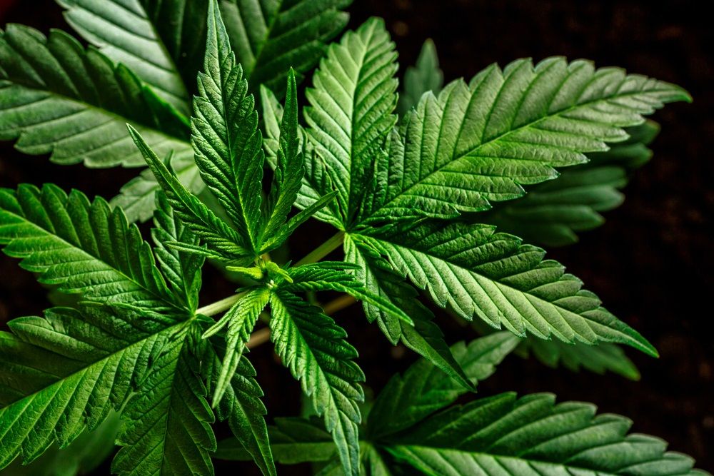 Should Investors’ Punt on this Pot Stock - EXL