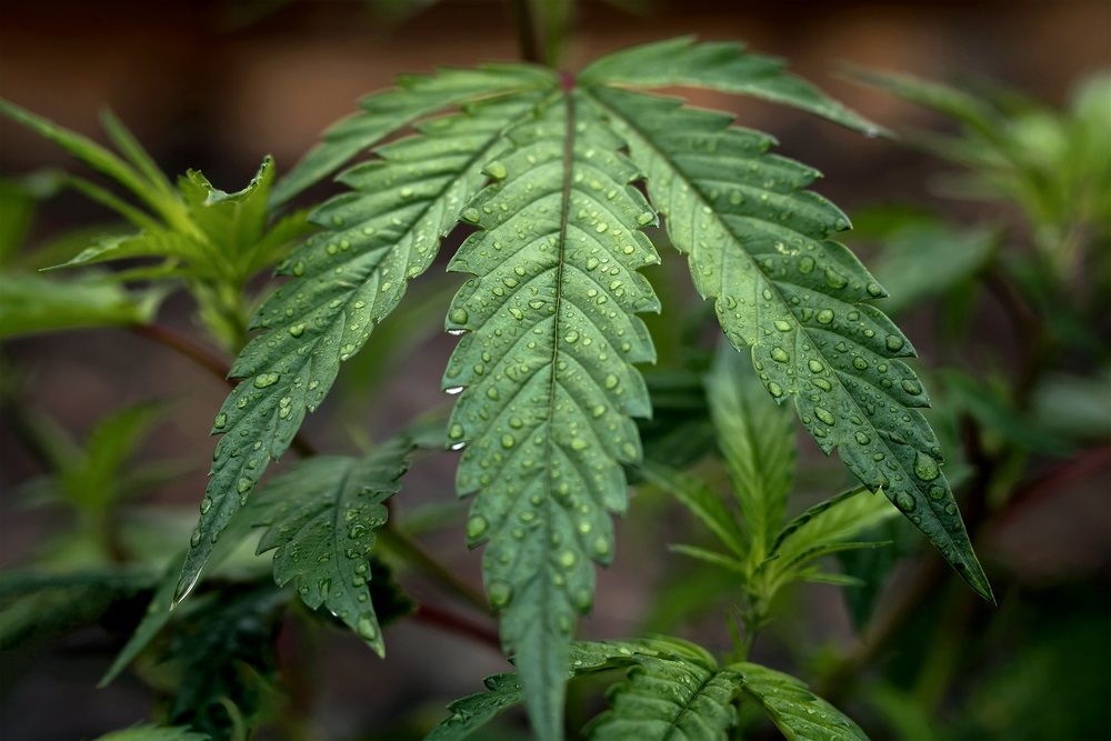 Should Investors Buy or Sell These 2 POT Stocks - CAN, CPH