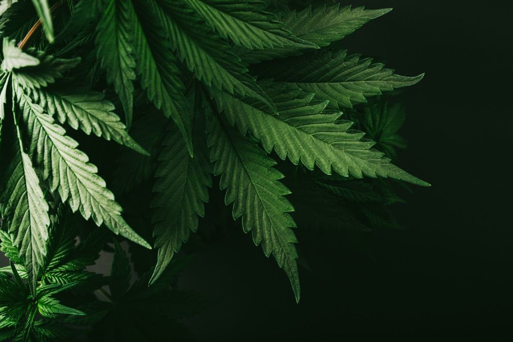 Is it Prudent to Book Profit on Zelira Therapeutics Limited (ASX: ZLD)!