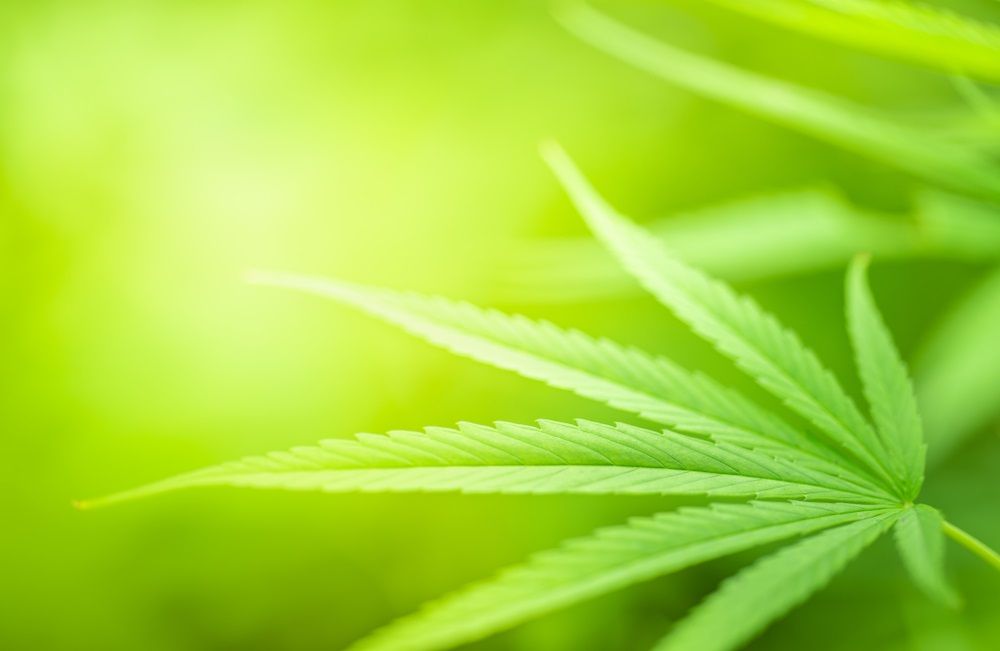 Should Investors Punt on These 4 POT Stocks - CAN, CPH, MDC, THC