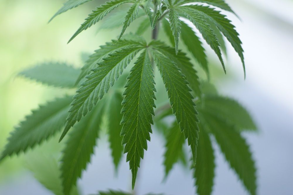 Should You Buy These 3 Pot Stocks Amid Current Volatility –CPH, CAN, LGP