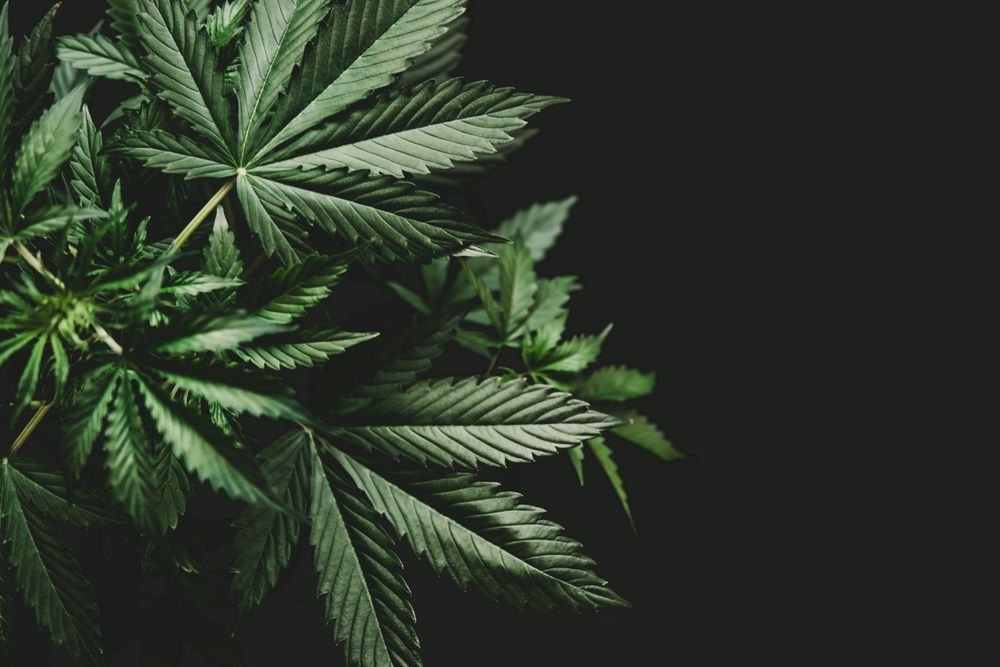 Latest with These 2 POT Stocks- CAN, AGH