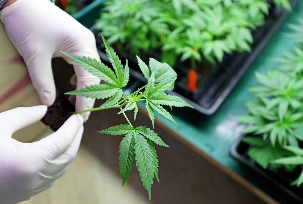 2 Speculative POT Stocks to Bet On- CPH, CAN