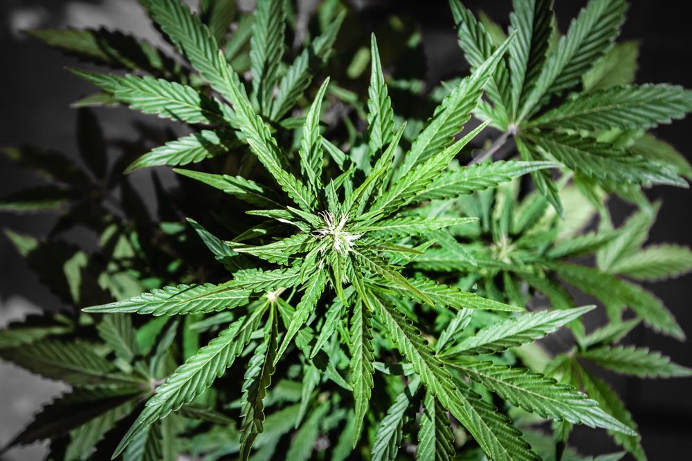 Are These 2 Pot Stocks Worth a Buy at Current Levels- EXL, EPN