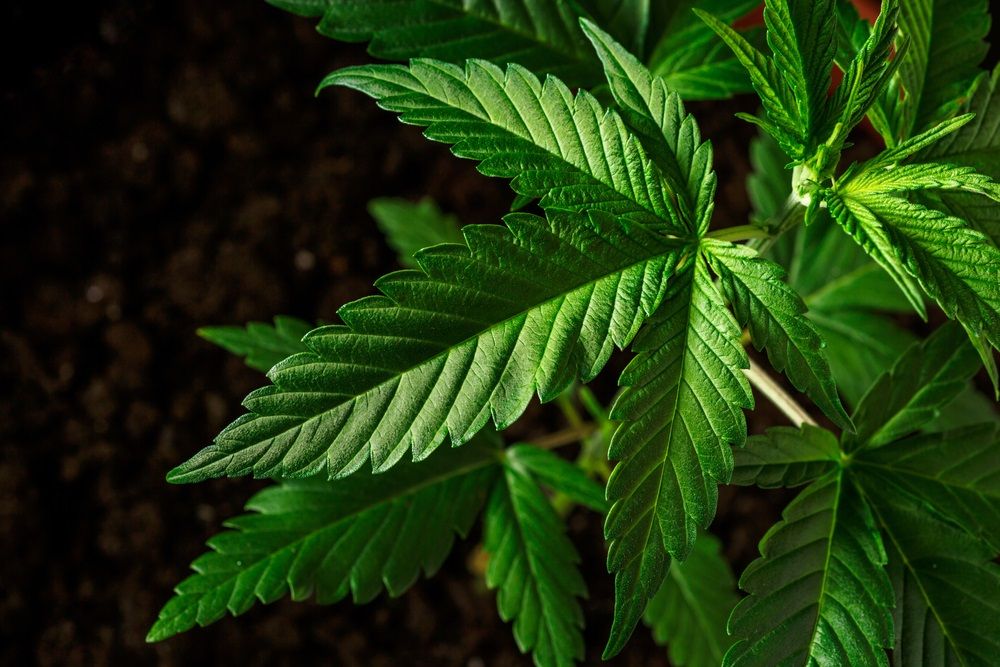 2 Pot Stocks to Punt on - CPH, ZLD