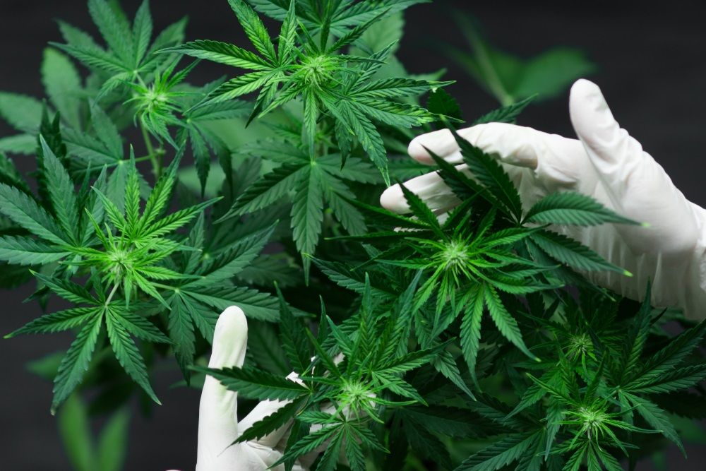 Is it the right time to sell this US stock at current price: Tilray Inc?