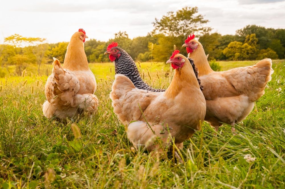 One Farming Stock in a Buy Zone - VITL