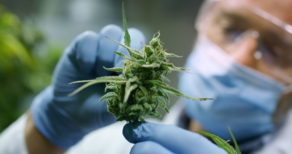 Should You Exit From This US-Listed Cannabis Products Manufacturer – CCHWF