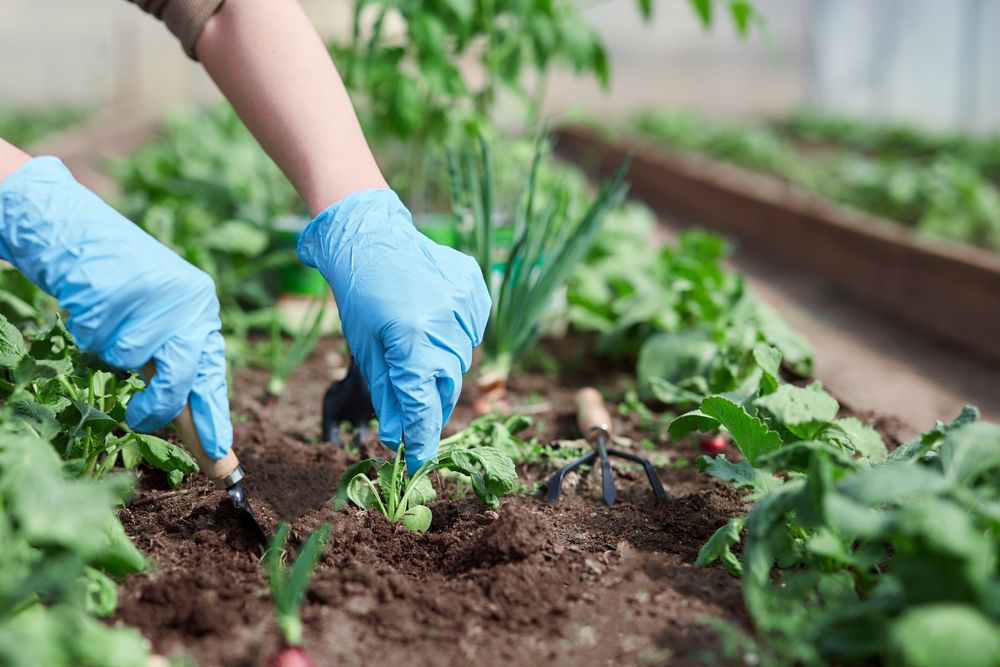 Business Update into One Agricultural Input Stock – SMG