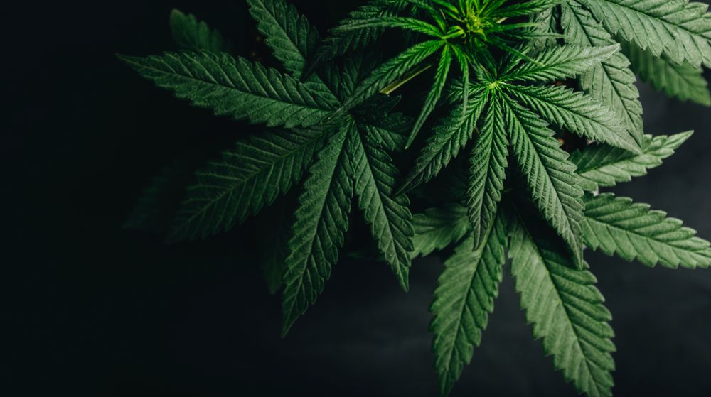 Stay Invested in This NASDAQ-Listed Cannabis Stock – TLRY