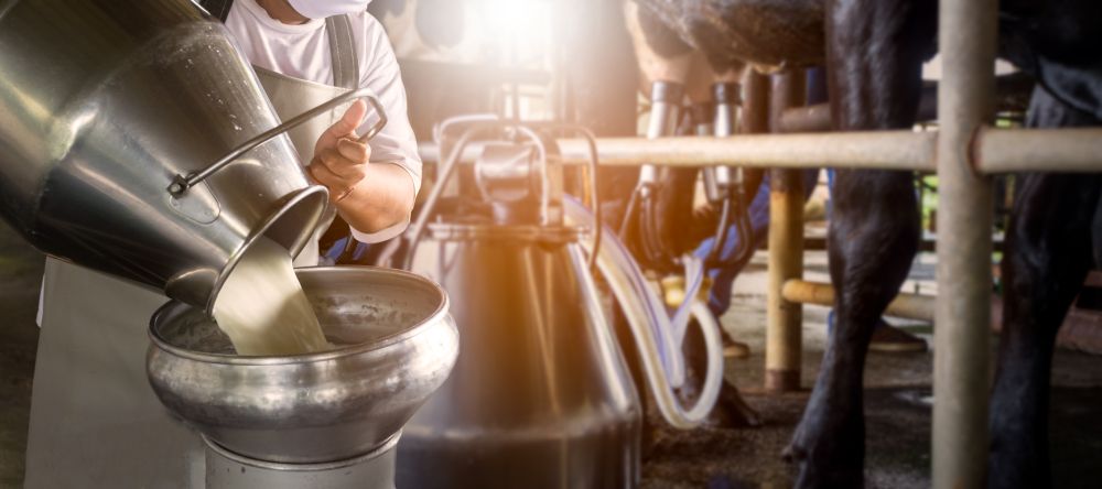 Should you Invest in this Dairy Stock Amid Current Market Volatility - A2M?