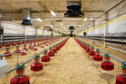 Should You Consider This Small-Cap Poultry Stock Showcasing Earning Potential - ING