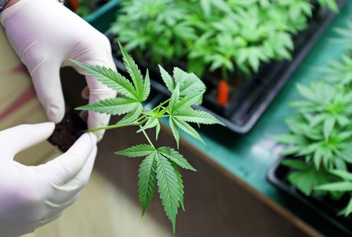 One ASX Cannabis Stock for Technical Analysis - LGP