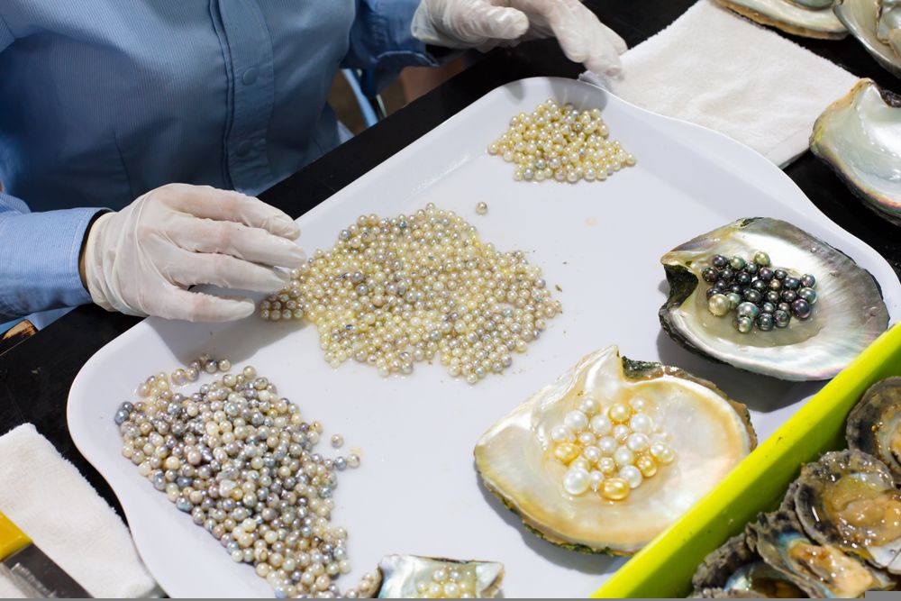 Should you Book Profit on this Pearl Farming Stock at Current Levels – ATP?