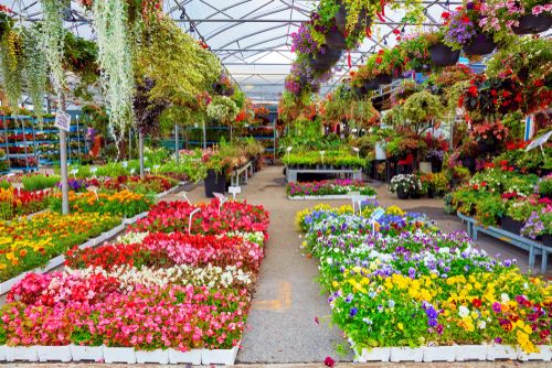 One Flower Grower and Wholesaler to Hold Amidst Challenges – LGL