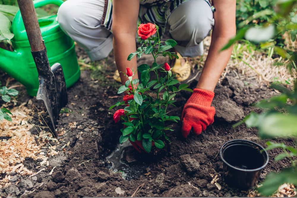 One Garden Care Stock to Consider Amidst Difficult Environment – SMG