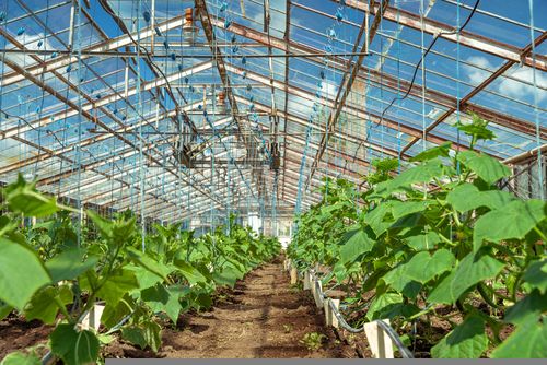 Fundamental View on This Agribusiness Stock – ELD