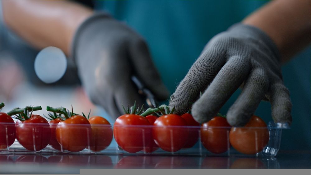 One Food Stock Focusing on Cost Reduction and Profit Margin Expansion - CGC