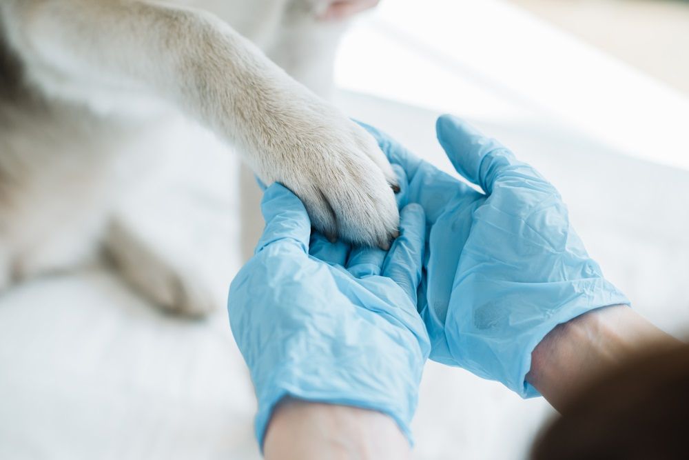 One NYSE – Listed Pharmaceutical Stock at Resistance Levels: Elanco Animal Health Incorporated