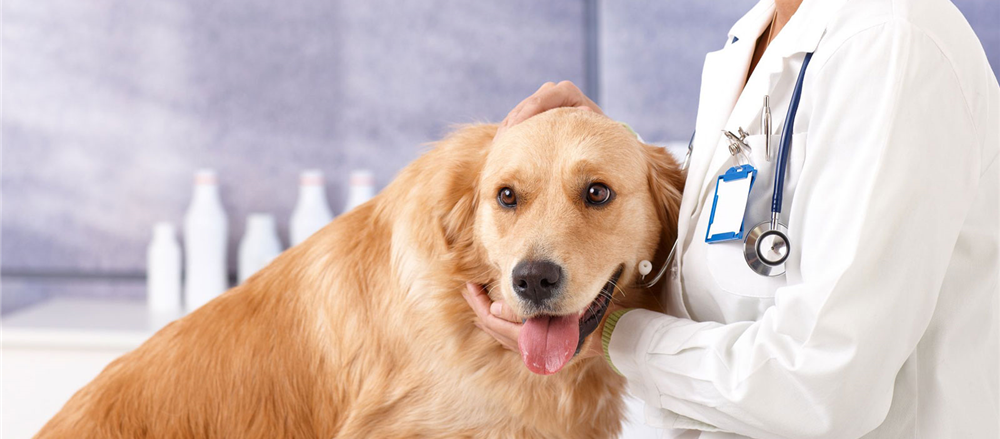 2 ASX Stocks to watch out – GXL and TLS 