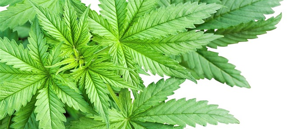2 Small-cap Pot Stocks -  Auscann Group Holdings Ltd and Creso Pharma Ltd
