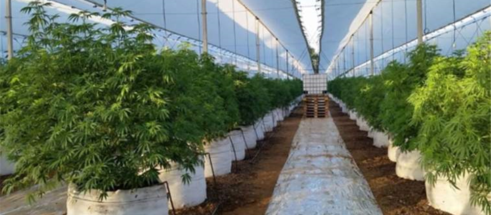 Is this Pot Stock in buy Zone – AC8