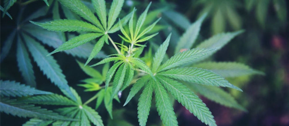 3 Pot Stocks - EXL, CAN, AGH