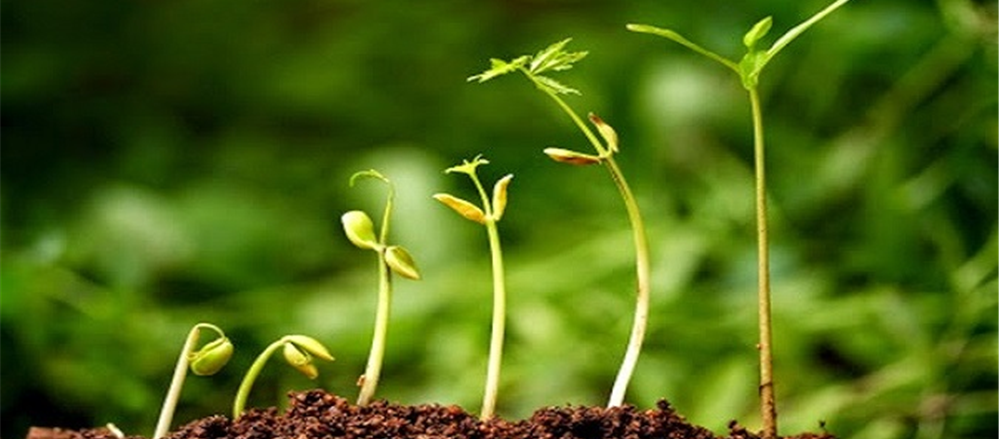 5 Small cap stocks to buy - Syrah Resources,Western Areas,Myer Holdings,Independence Group & iSentia