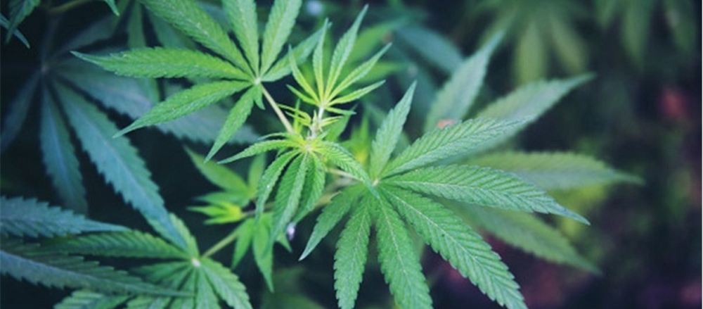 2 Pot Stocks Under Discussion - AC8, CAN 