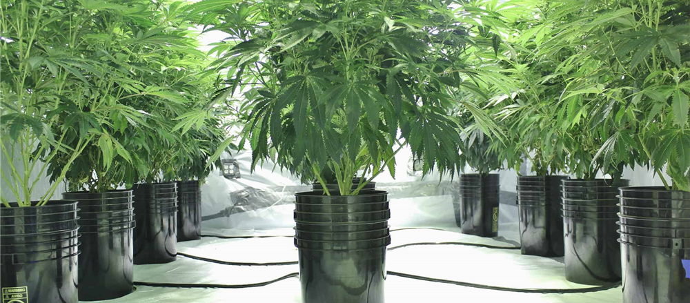 3 Stocks related to cannabis and healthcare domain- AC8, CAN, AGH