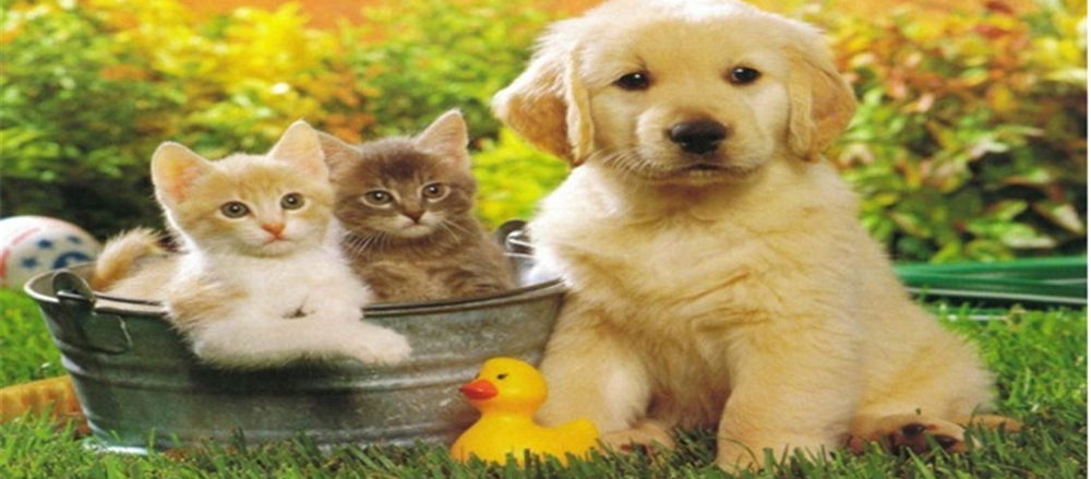 2 Veterinary Stocks – Greencross Ltd and National Veterinary Care Ltd