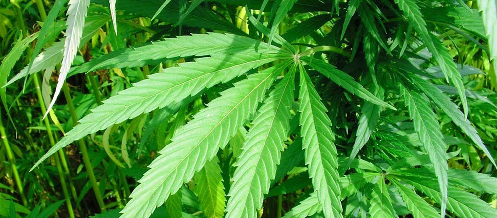 2 Pot Stocks to watch - EOF, CPH