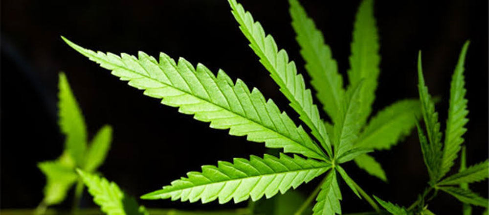 2 Pot Stocks for Growth - THC, CAN