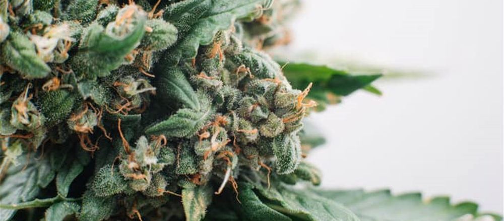 2 Growth Stocks - AC8, LNG