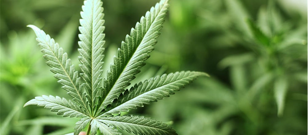 Is Creso Pharma on a Growth Spurt?