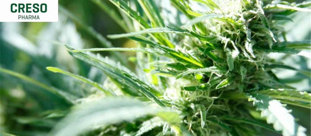 One Health care Stock - Creso Pharma Limited (ASX: CPH)