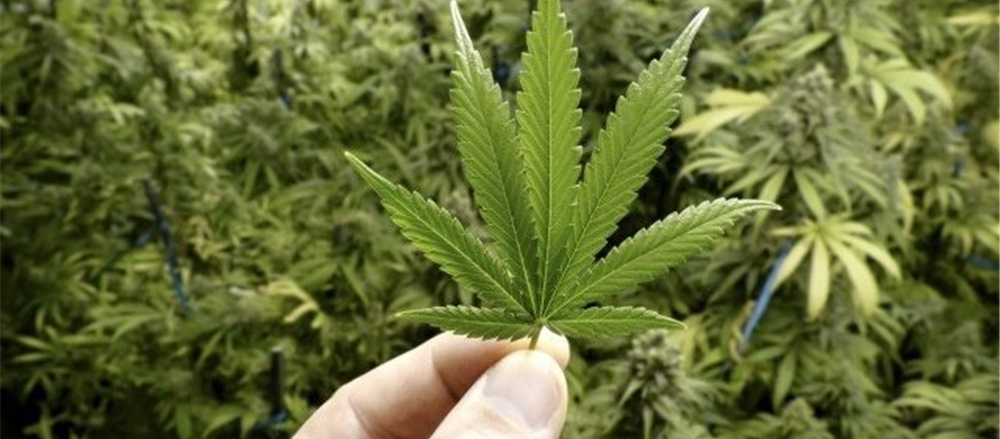5 Pot Stocks – CPH, ZLD, THC, MDC, CAN