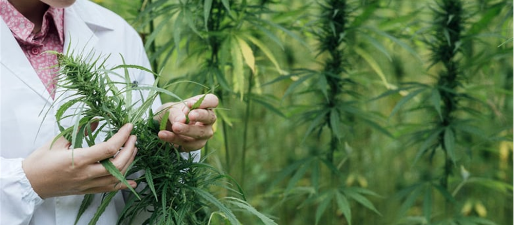 Why is The Hydroponics Company trending up?